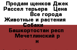 Продам щенков Джек Рассел терьера › Цена ­ 25 000 - Все города Животные и растения » Собаки   . Башкортостан респ.,Мечетлинский р-н